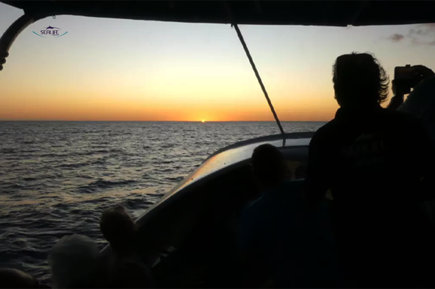 Sortie en mer apéro coucher de soleil (2h)