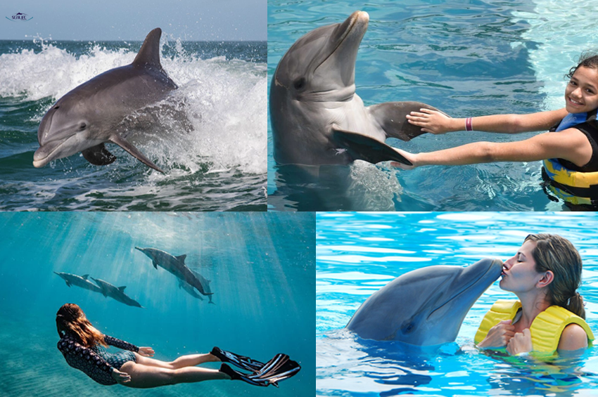 Nager avec les dauphins (2h30)